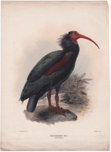 RED CHEEKED IBIS